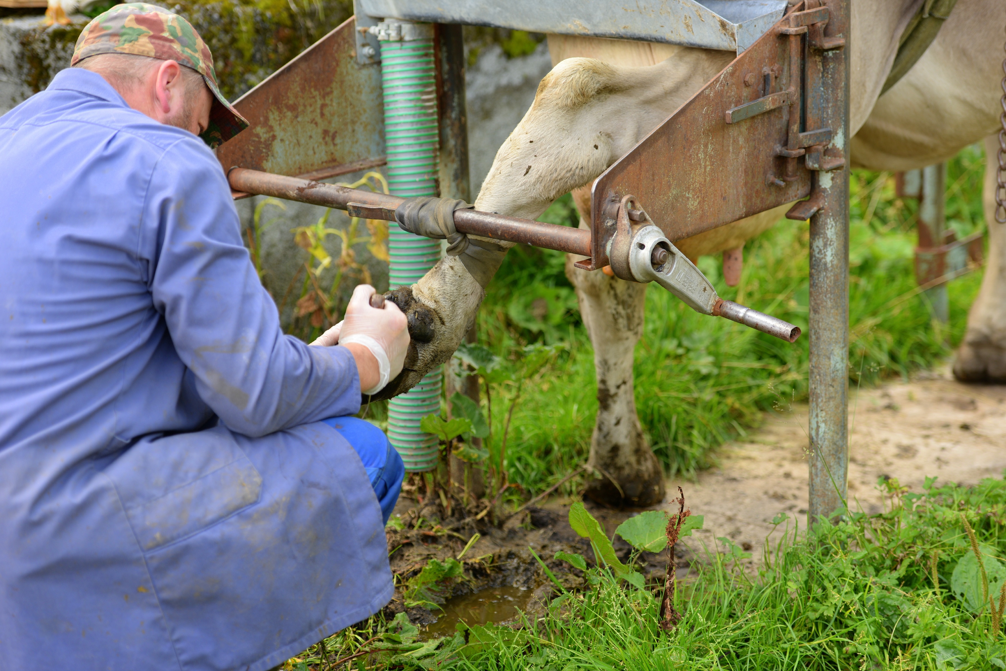 Behandlung einer Kuhklaue auf der Weide im Klauengitter
