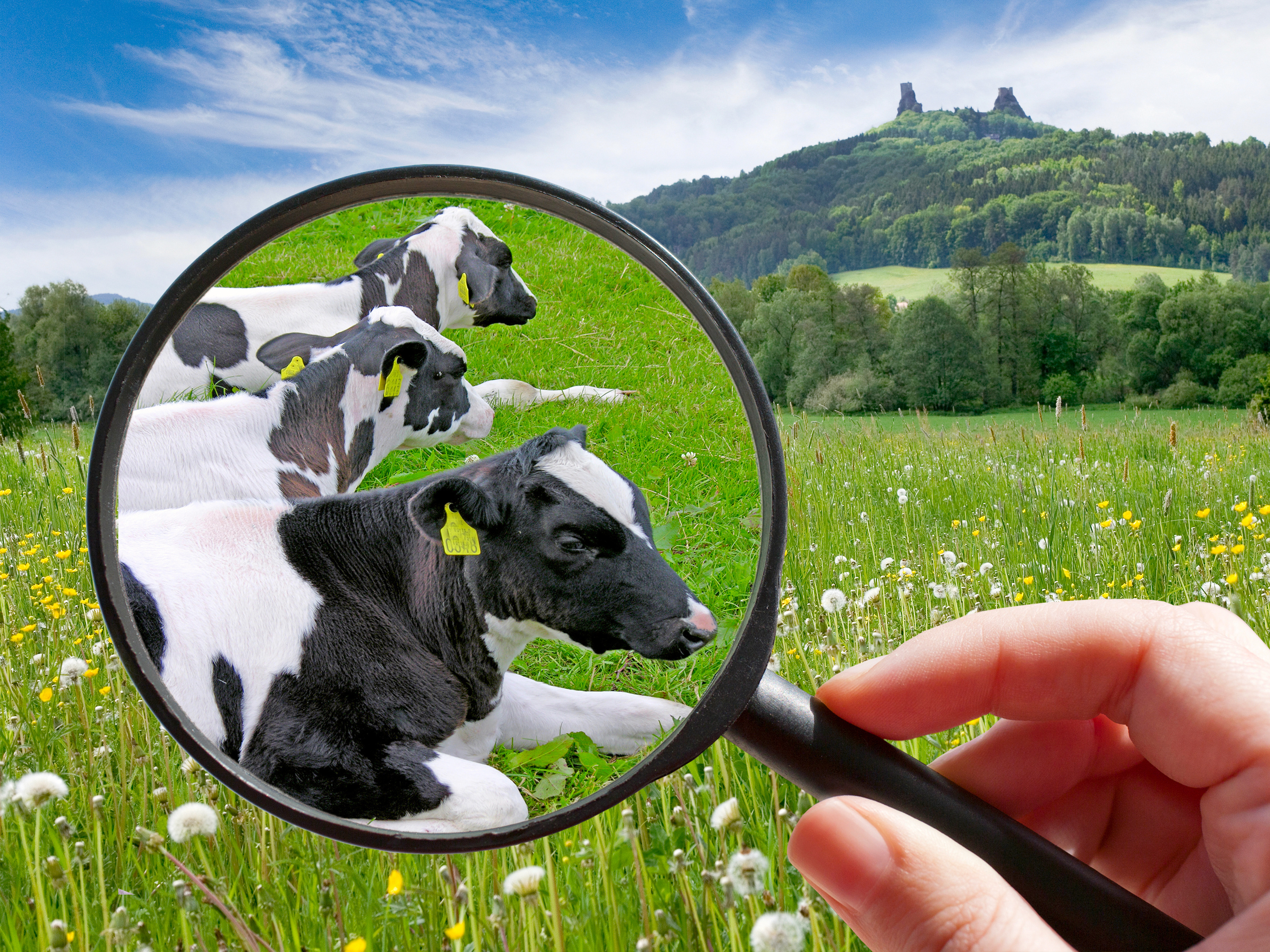 Lupenblick auf Kühe auf der Weide
