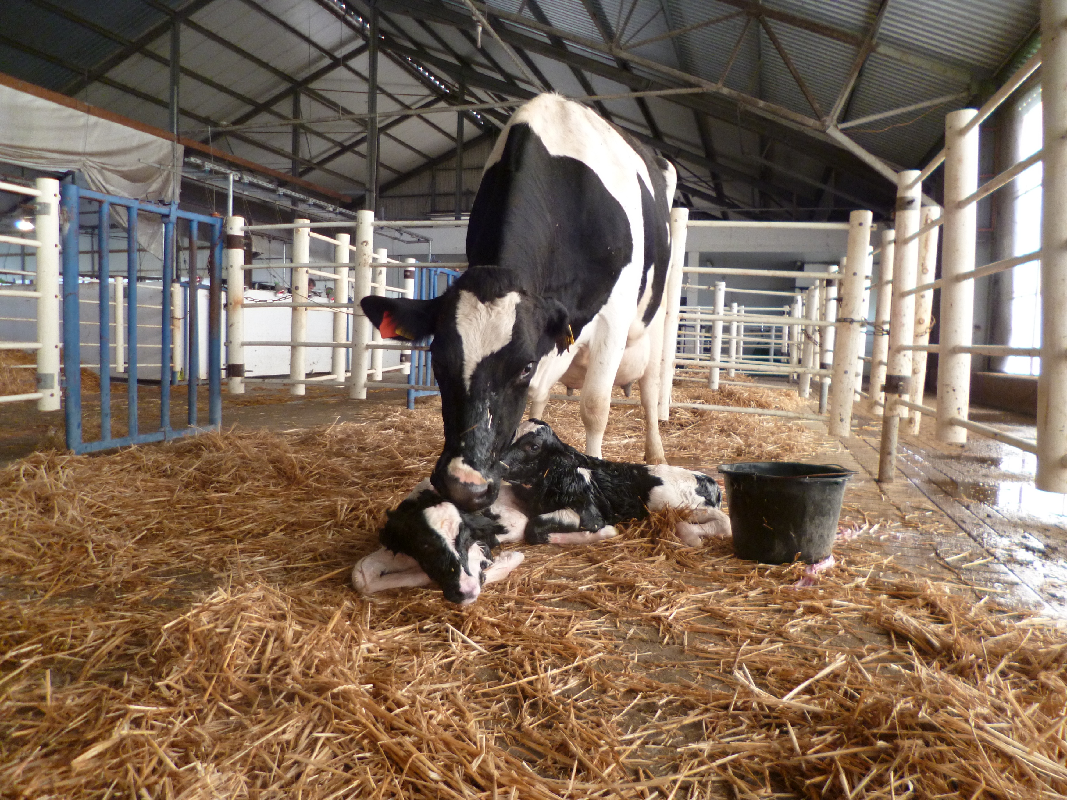 Kuh mit Zwillingskälbern im Stall nach der Geburt