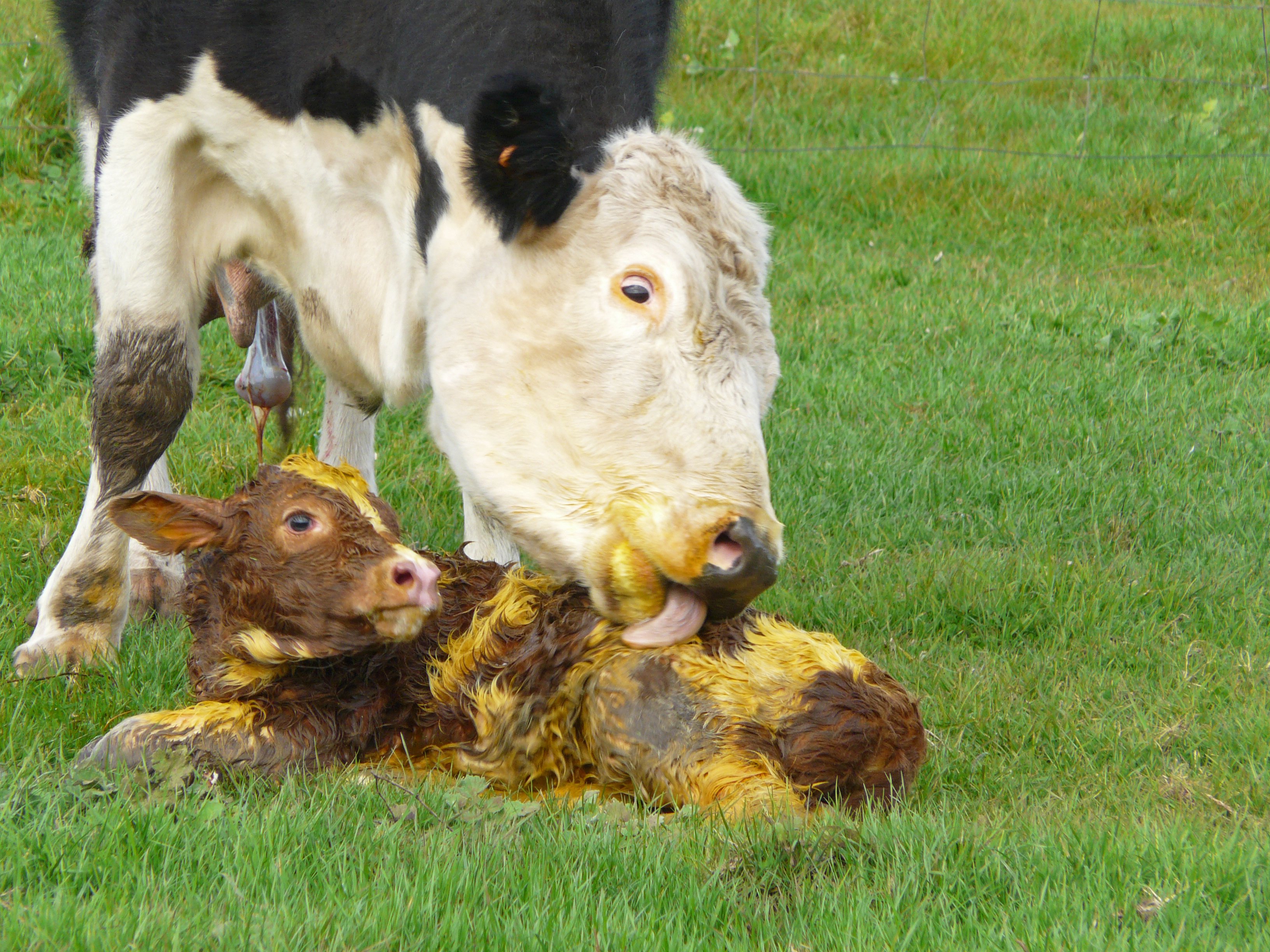 Kuh beleckt Kalb nach Geburt auf der Weide