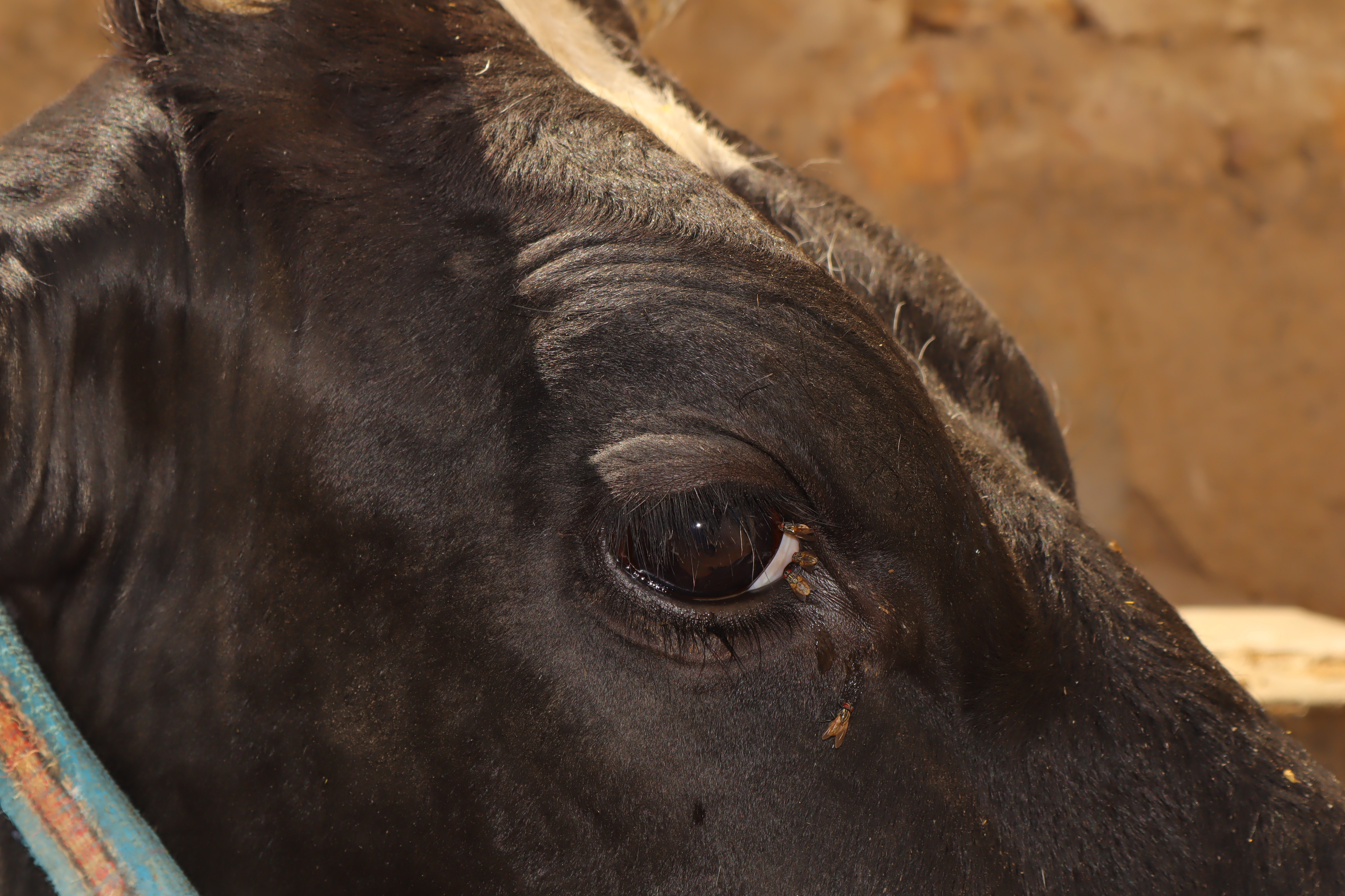 Augenentzündung beim Rind