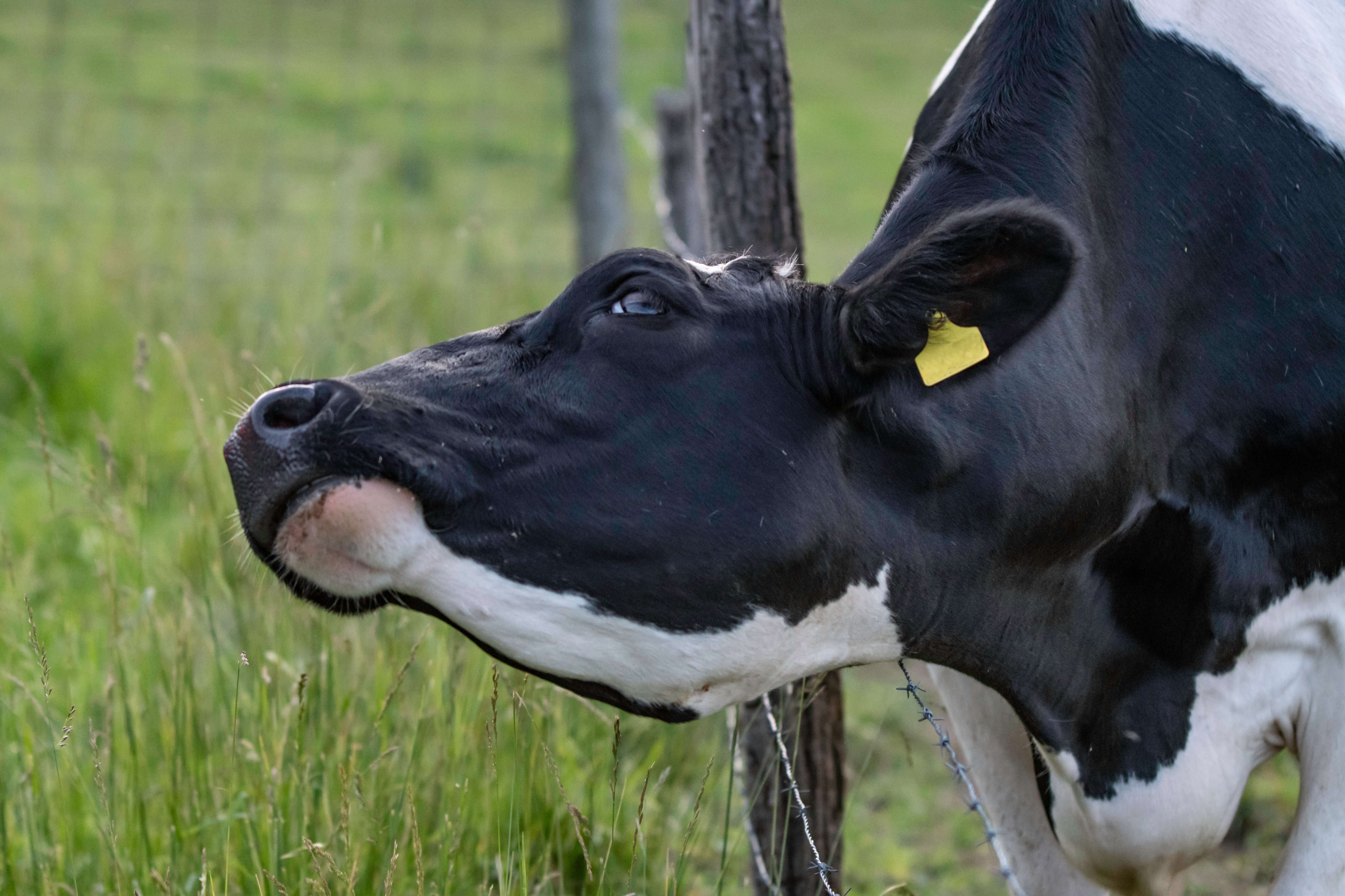 Die Kuh kratzt sich am Zaun