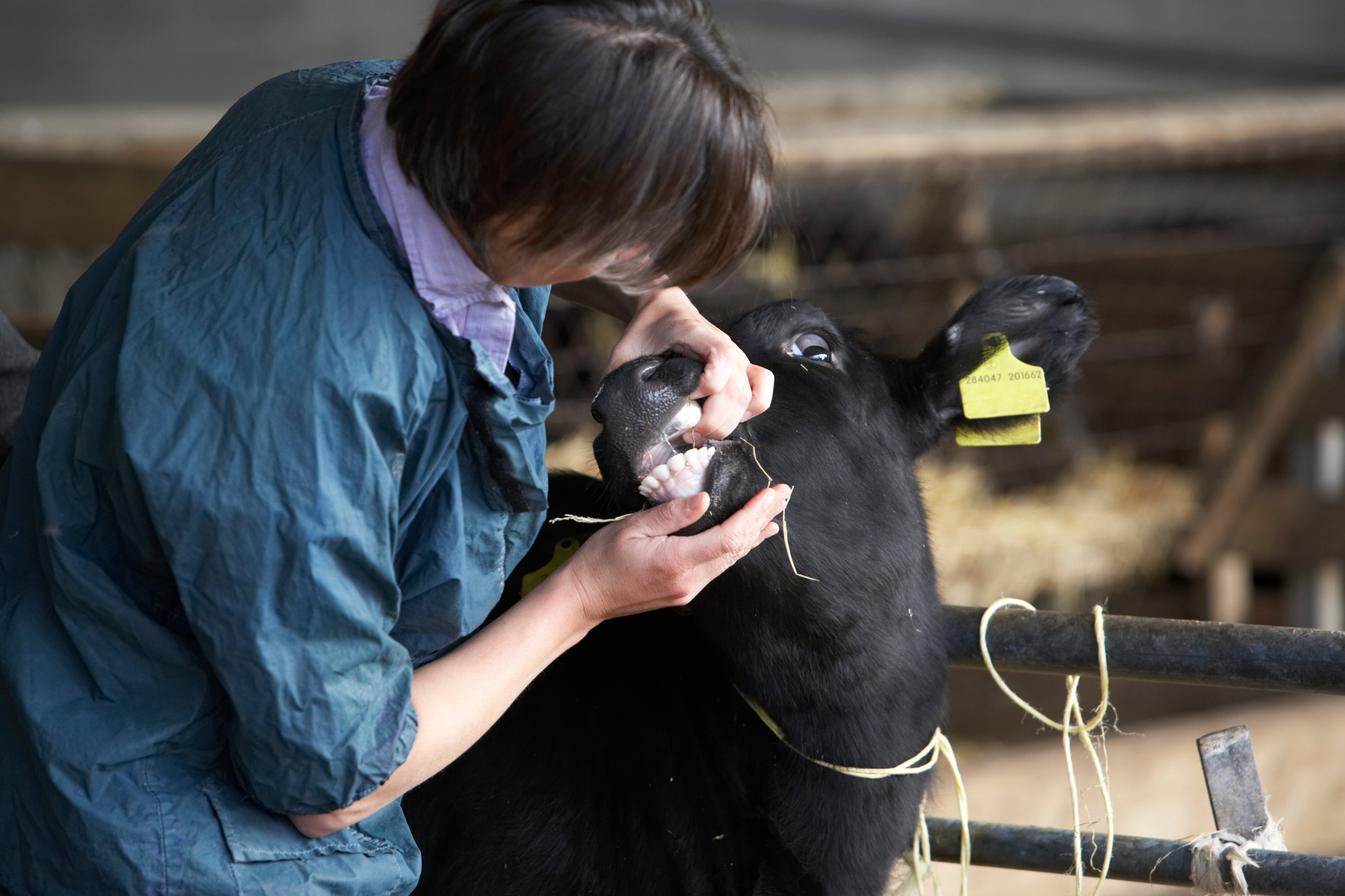 Tierarzt untersucht Rind im Maul