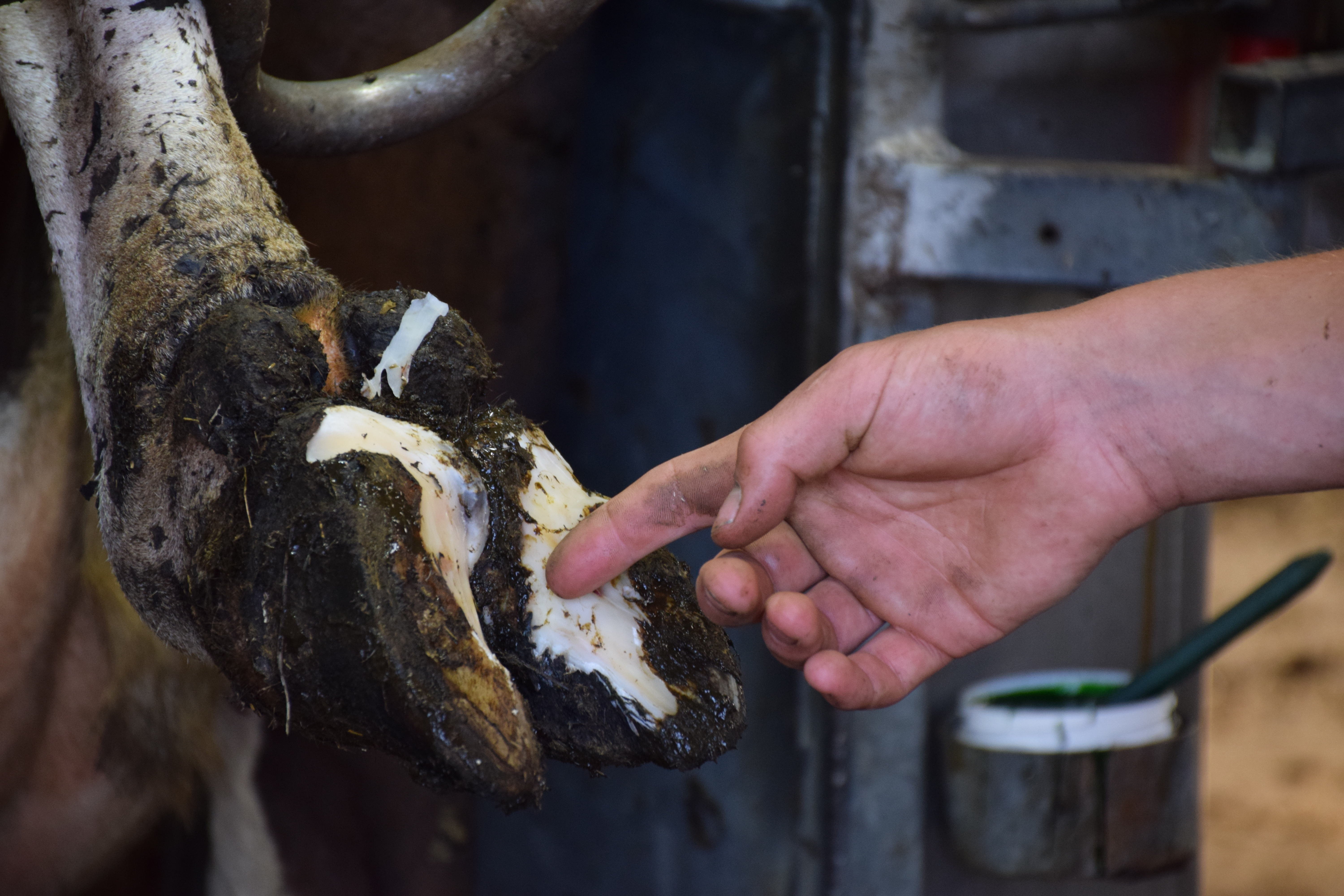 Kuhkralle mit Mortellaro