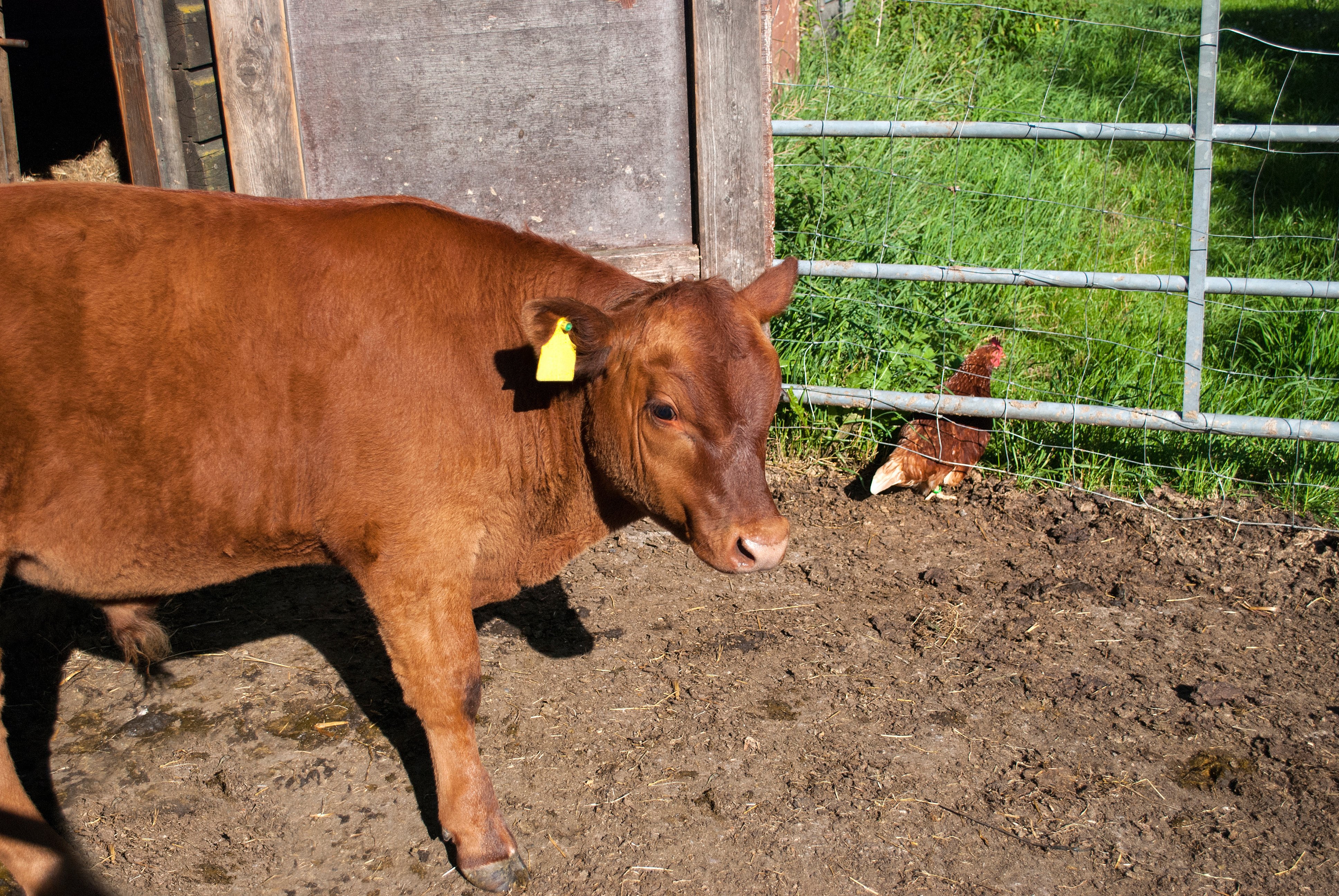 Freilaufendes Huhn flüchtet vor Angus Kalb