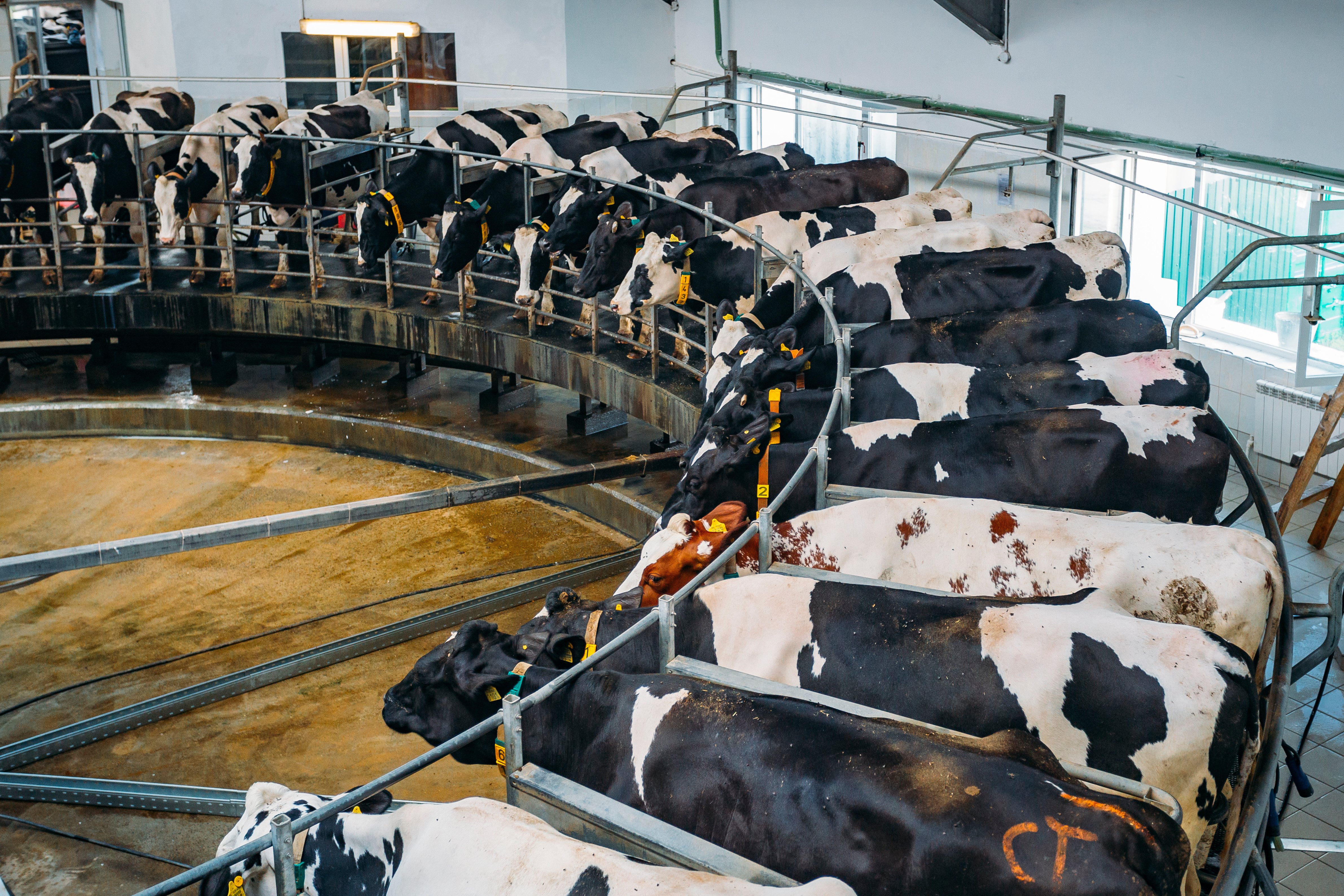 Melken von Kühen mittels automatischer industrieller Melkaround-Systeme in modernen Milchviehbetrieben