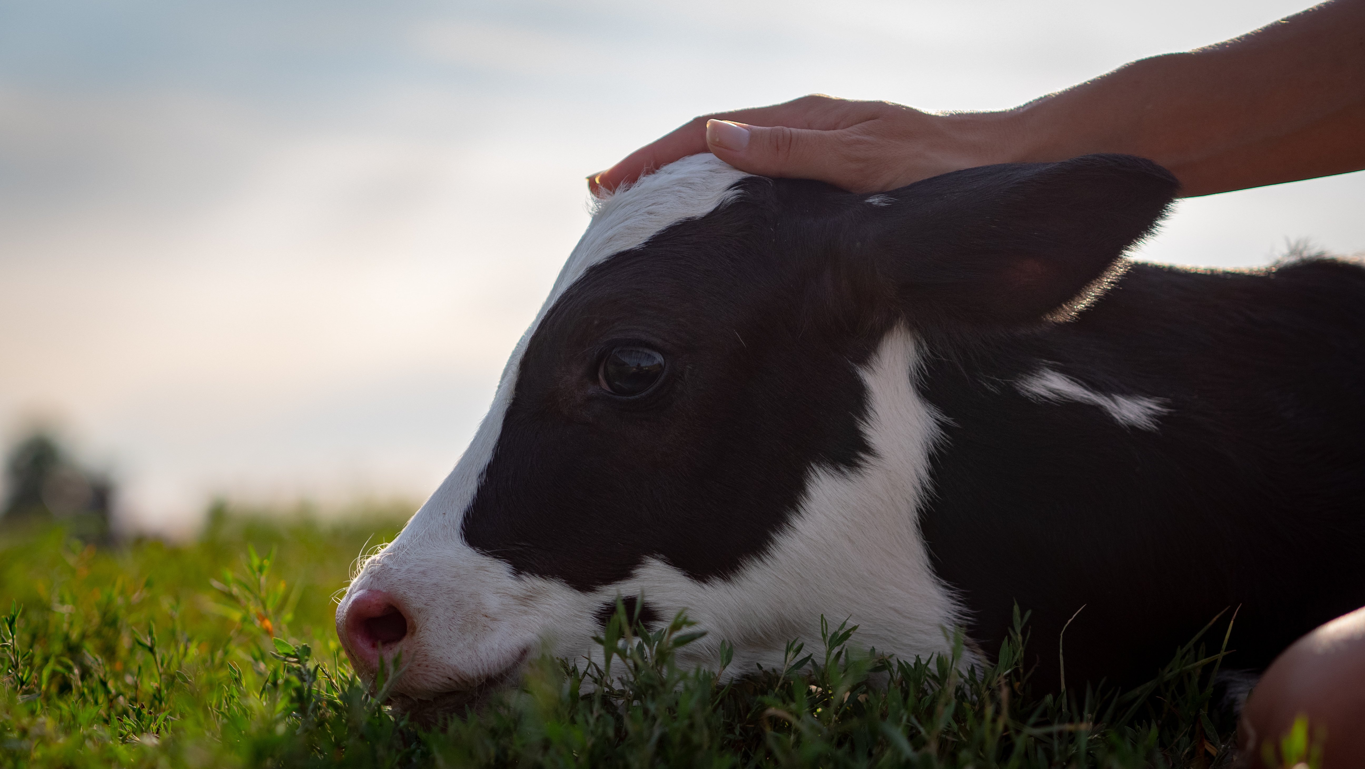 Die Hand einer jungen Bäuerin streichelt ein neugeborenes Kalb; die Szene spielt sich an einem sonnigen Tag auf einer grünen Wiese eines Bauernhofs ab.