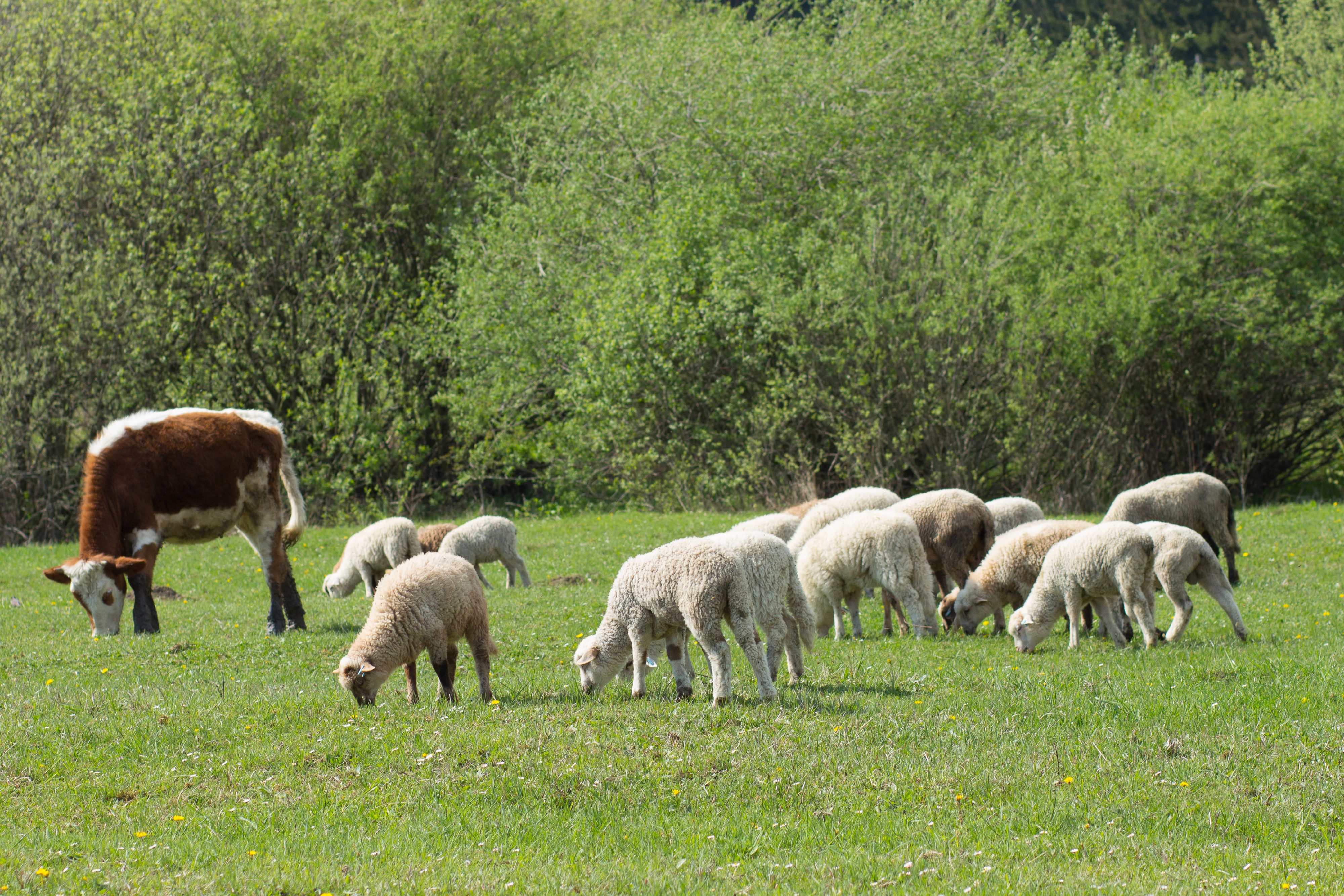 Kuh mit Schafen auf der Weide