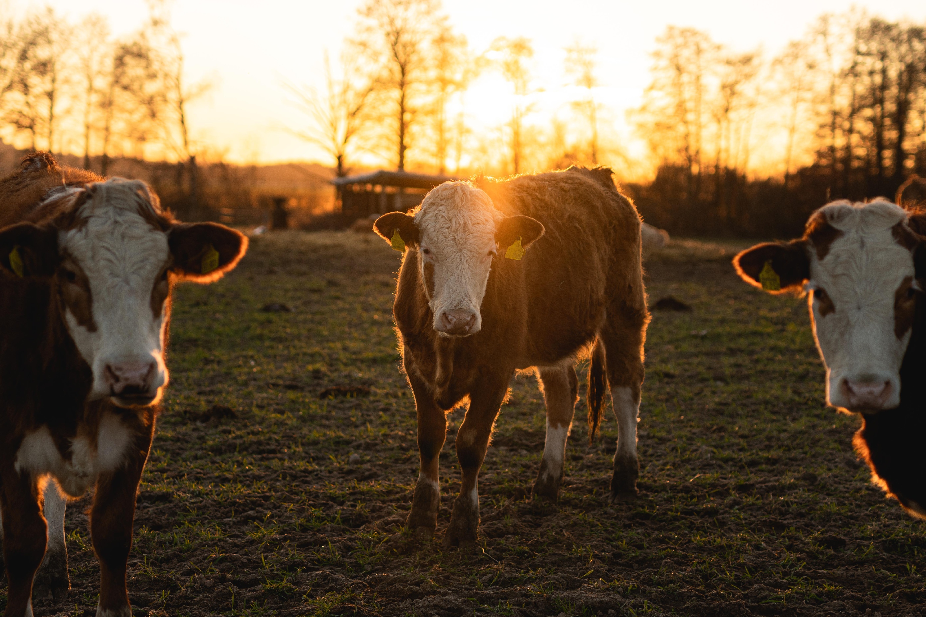 3 Kühe im Sonnenuntergang