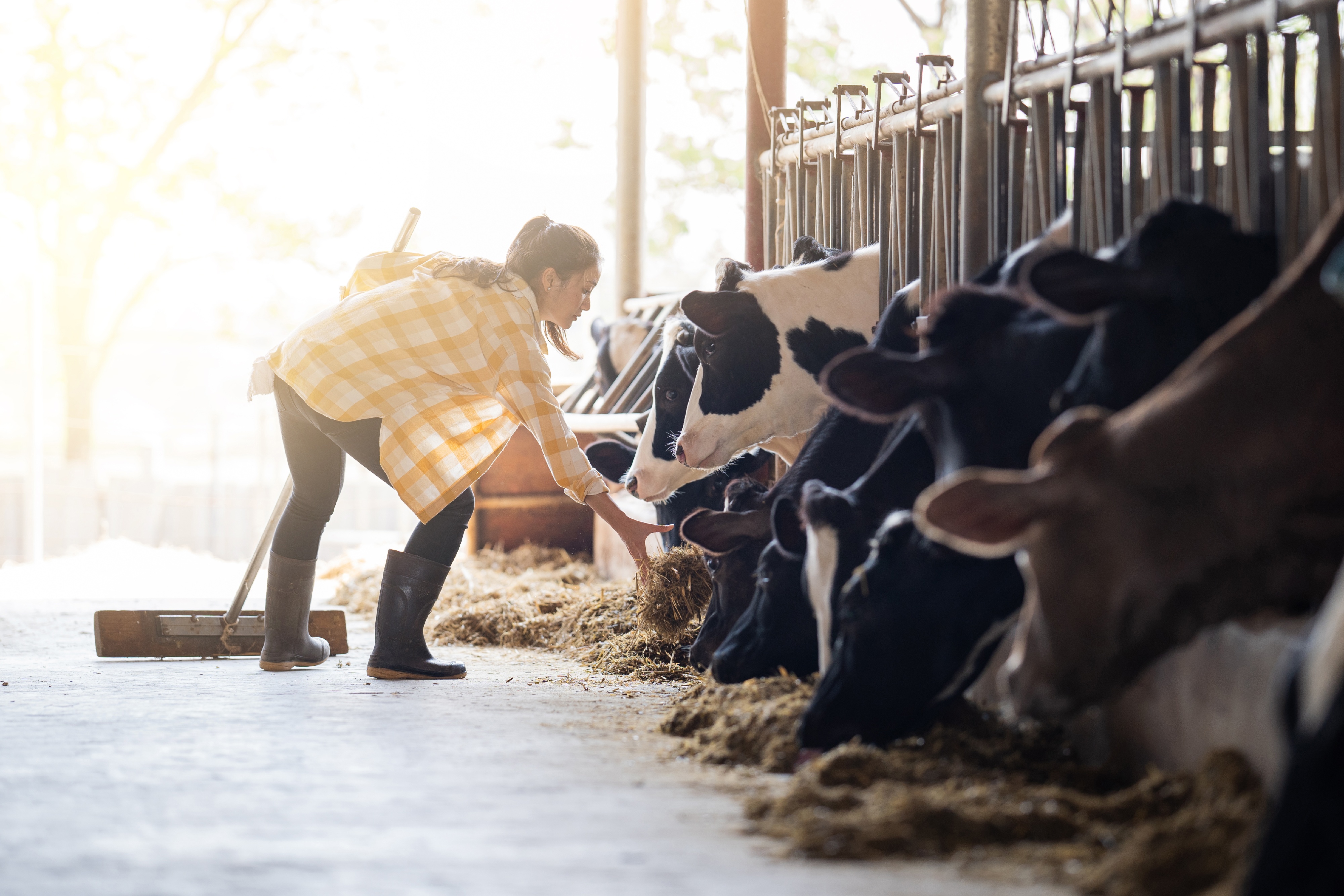 Landwirtin im Stall am Futtertisch