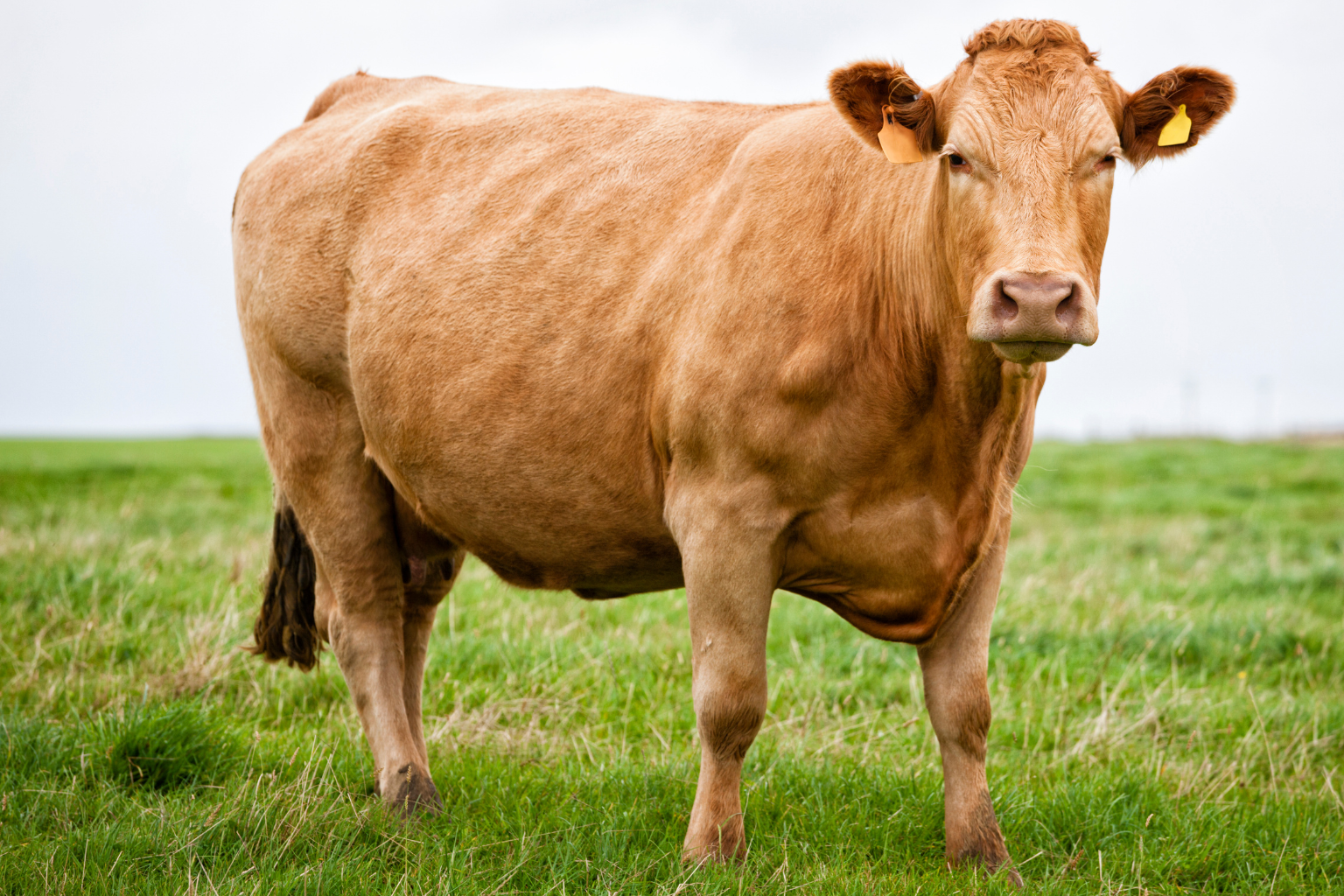vaca rubia gallega