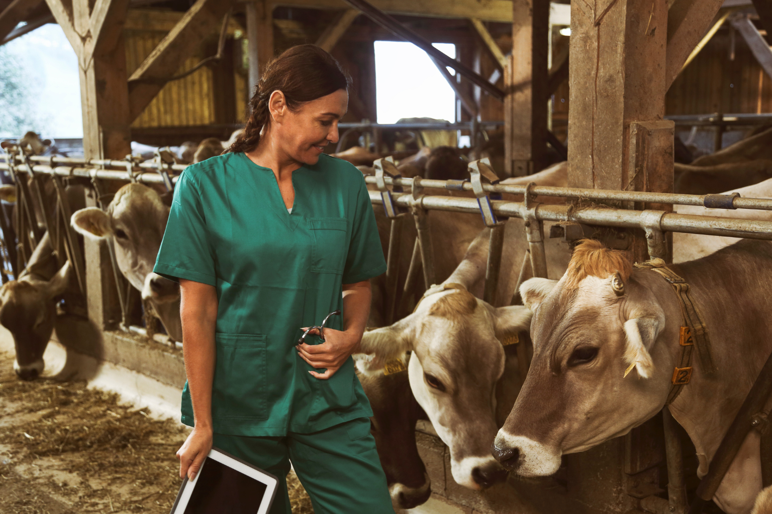 Manejo del ganado bovino: claves para mejorar la productividad