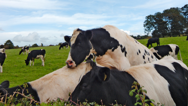 vacas en celo