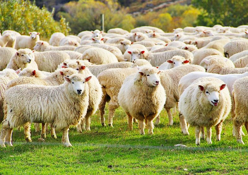 Rebaño de ovejas pastando en un campo verde