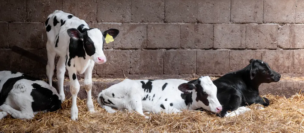 Calf pneumonia (BRD) is more costly than dairy farmers may think
