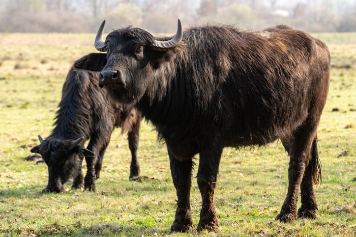 Buffalo-milk-nutritional-composition-health-benefits