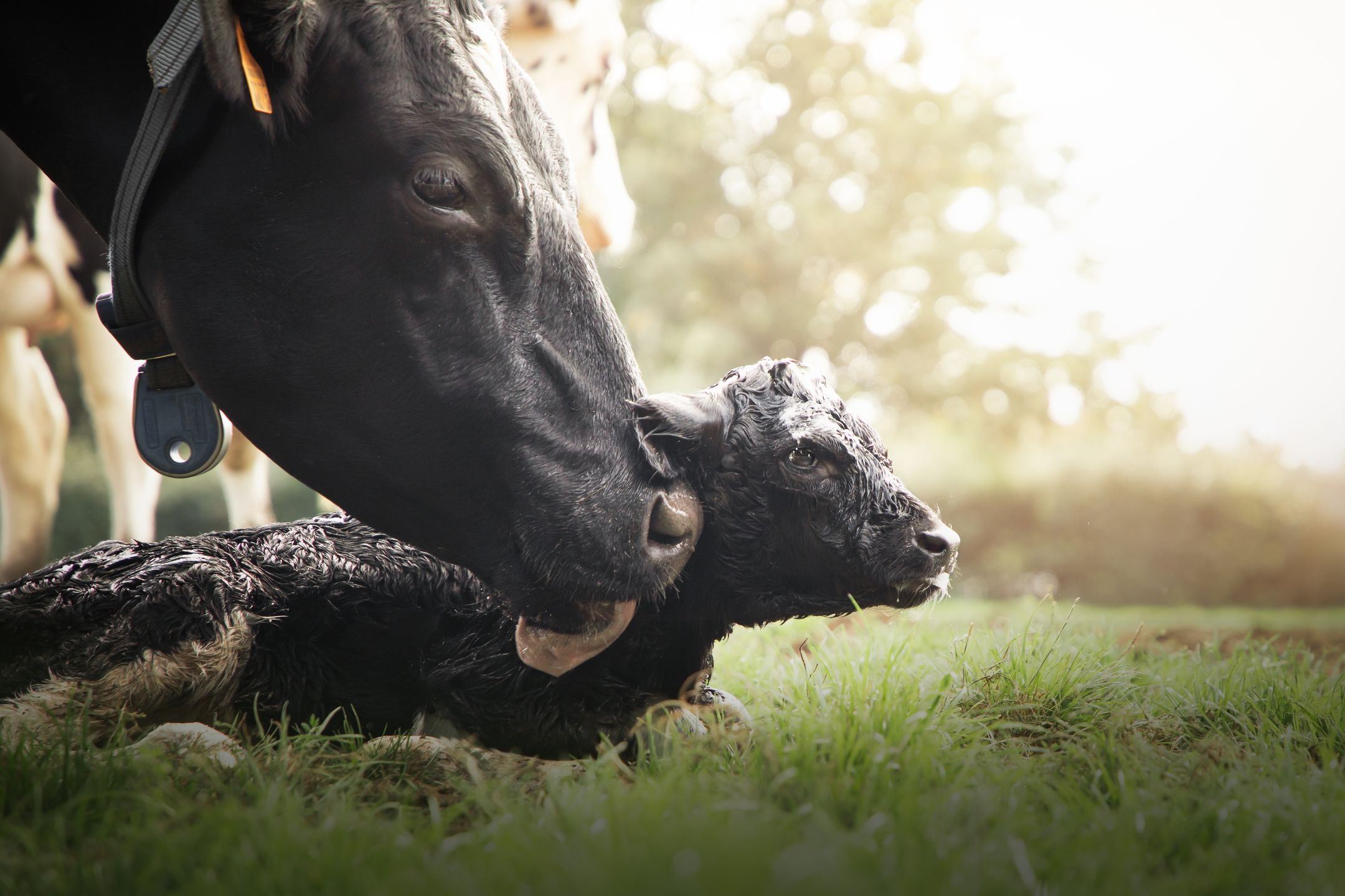 Calf care: Prevention of failure of transfer of passive immunity ...