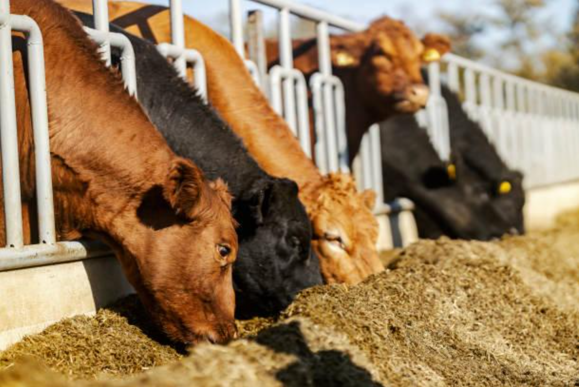  cattle feed formulation