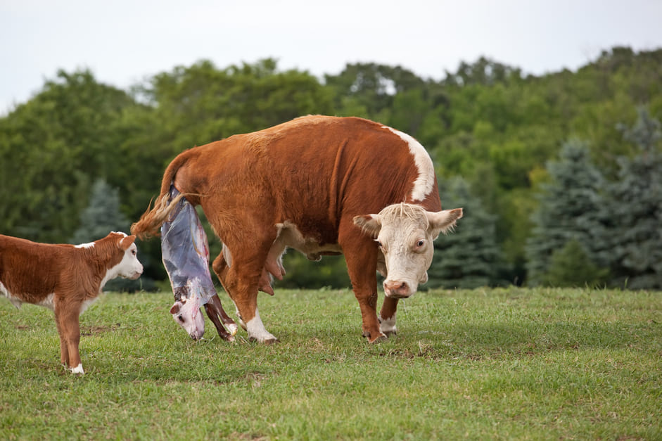 Cow calving