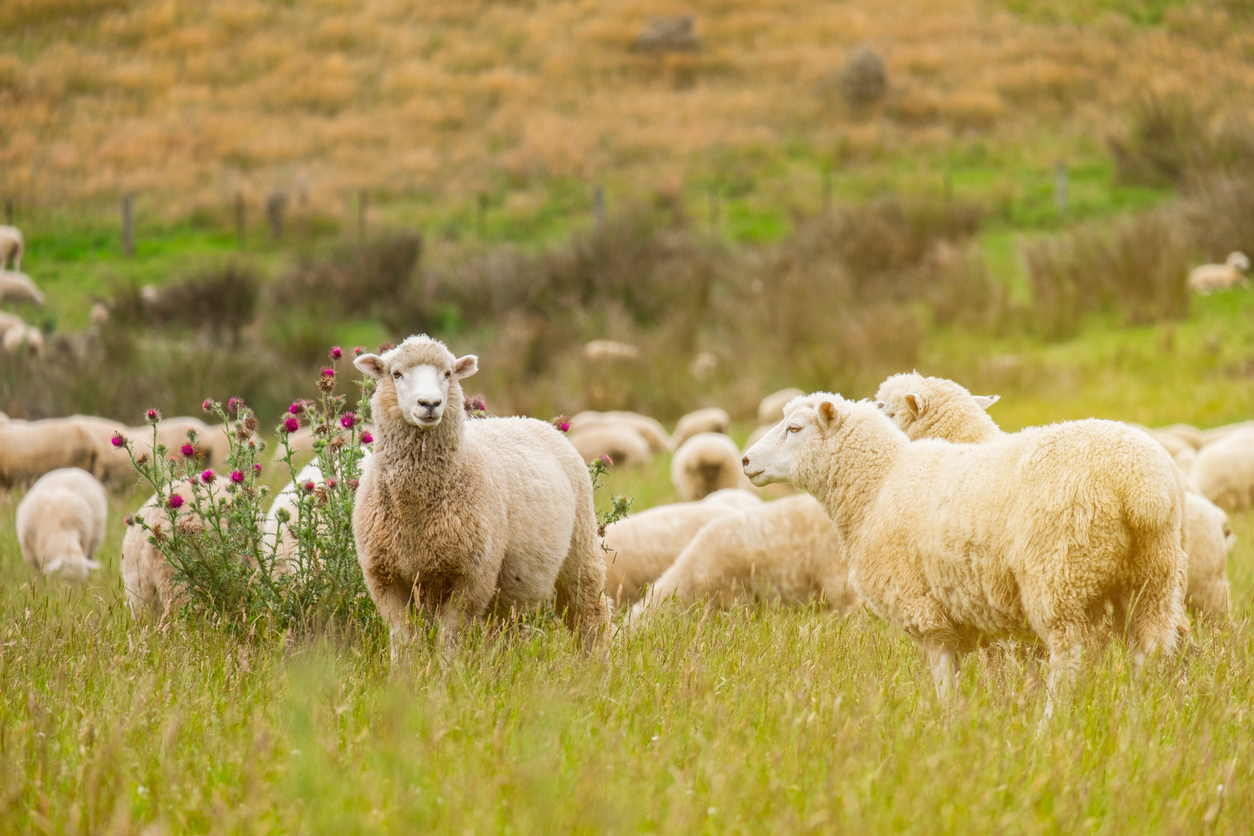 External Parasites in Sheep and Goats