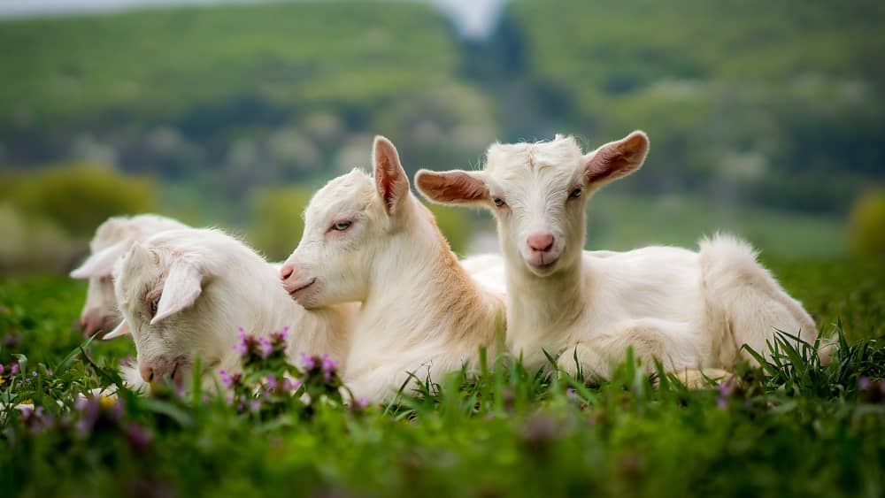 Fiebre Q en caprino de leche