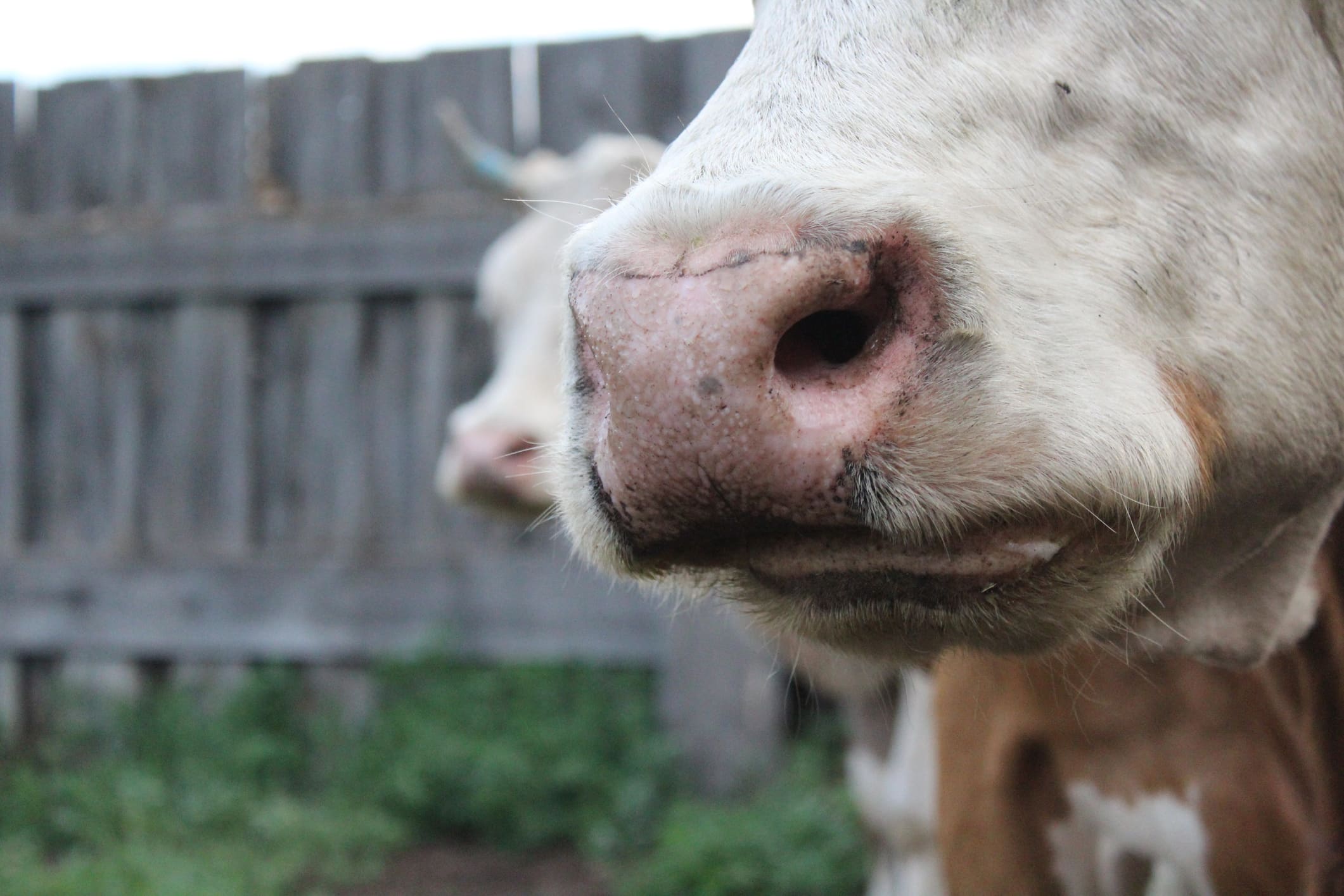 Foot-and-Mouth-Disease