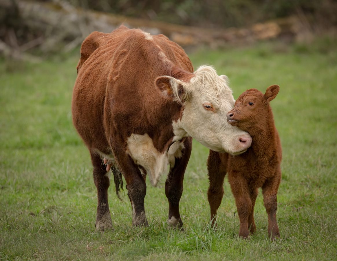 Livestock Greenhouse Gas Emissions