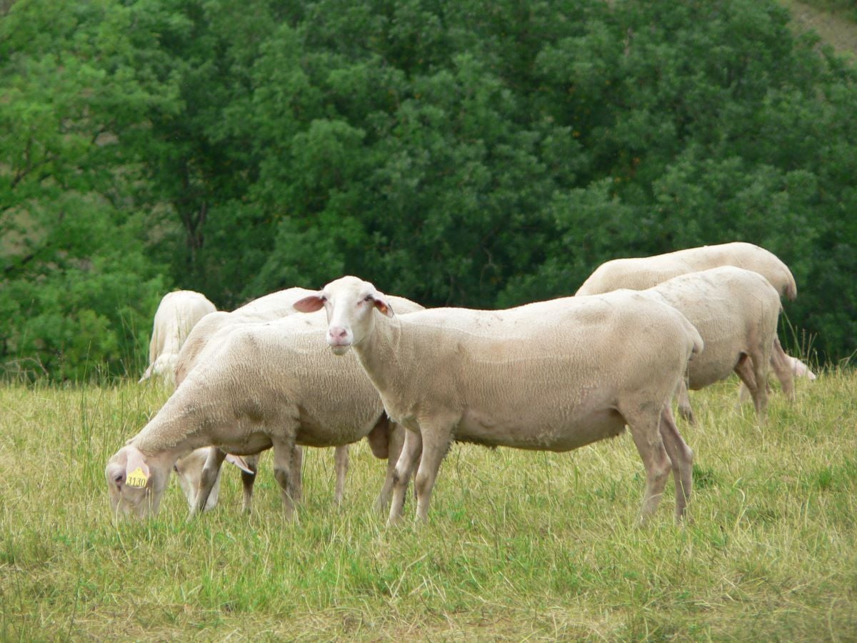 oveja de leche pasturando a campo abierto
