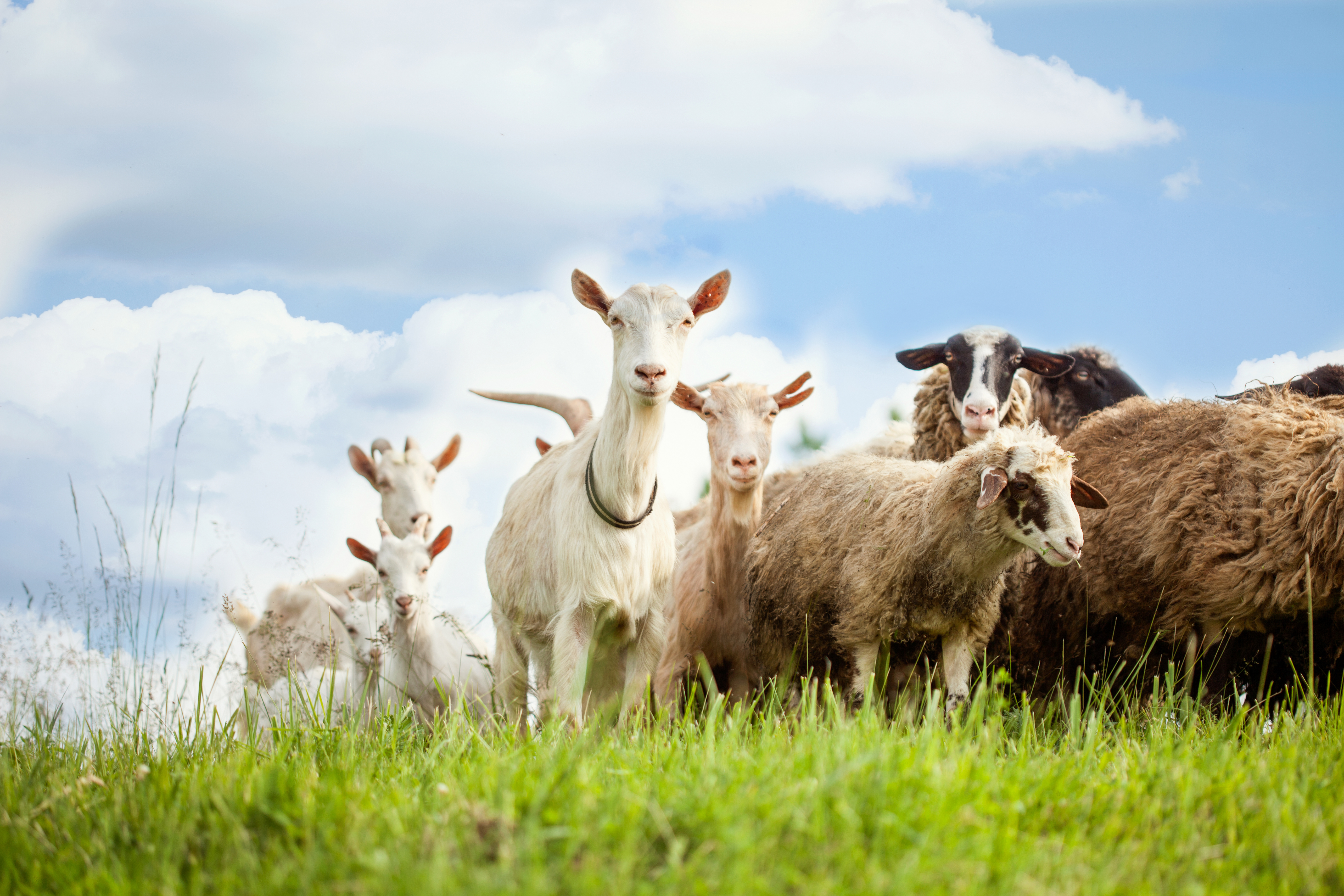 Schafe und Ziegen auf der Weide mit Blick in die Kamera