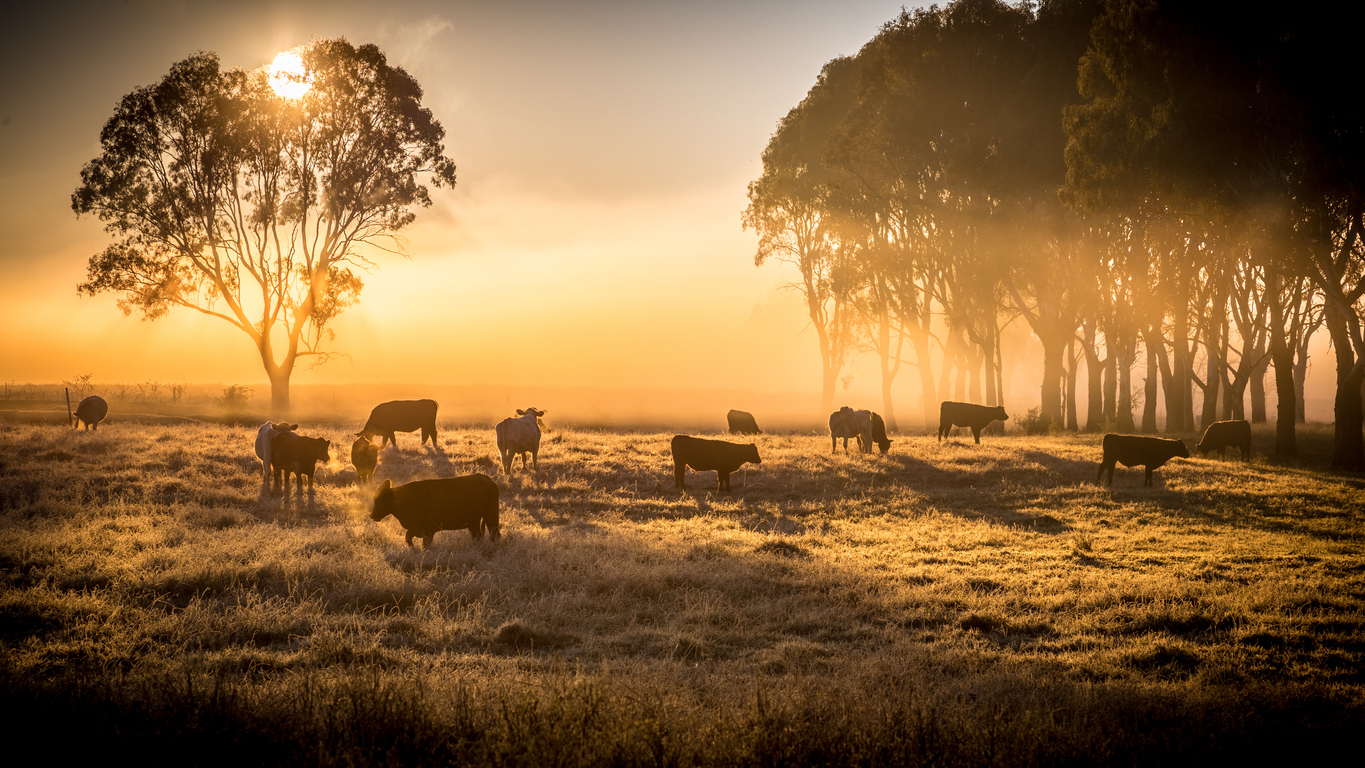 SHADE FOR CATTLE
