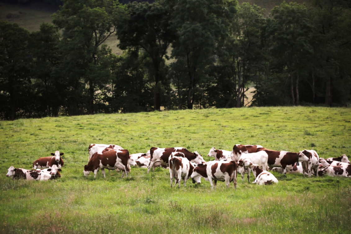 dairy-cows