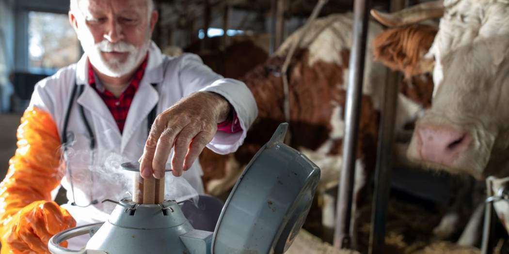 Transferencia de embriones