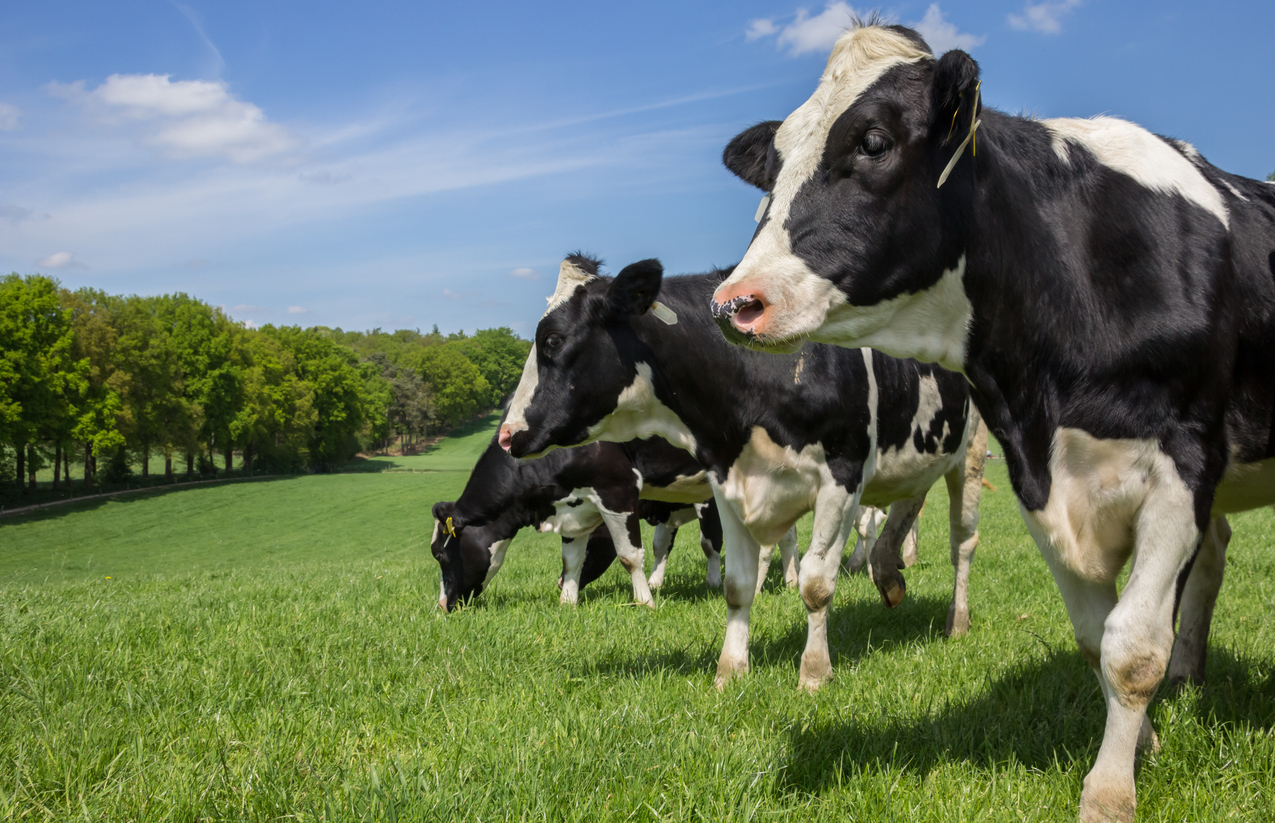 The Rise of Vector-Borne Diseases in Europe: a warning sign for a...