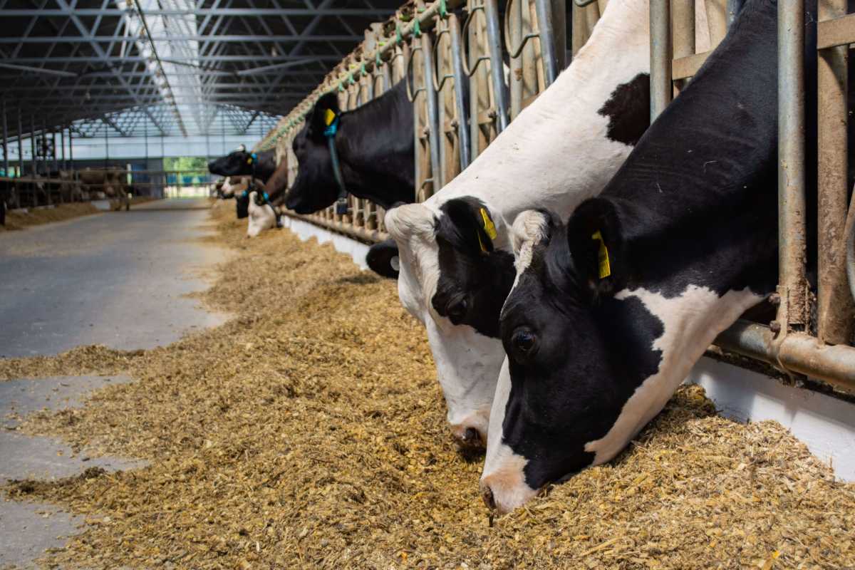 vacas lecheras comiendo pienso concentrado, factor de riesgo de la acidosis láctica
