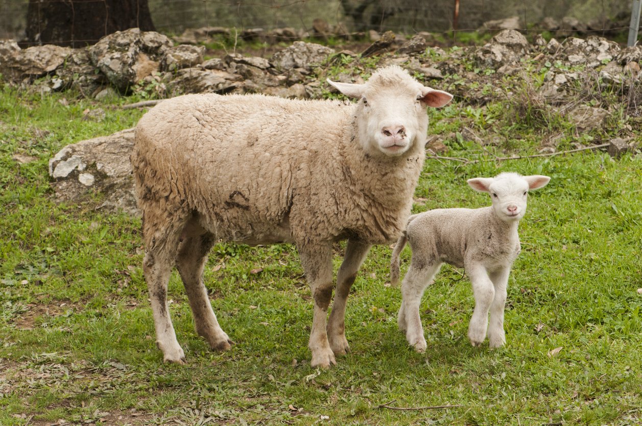 Advancements in Artificial Insemination in Sheep breeding