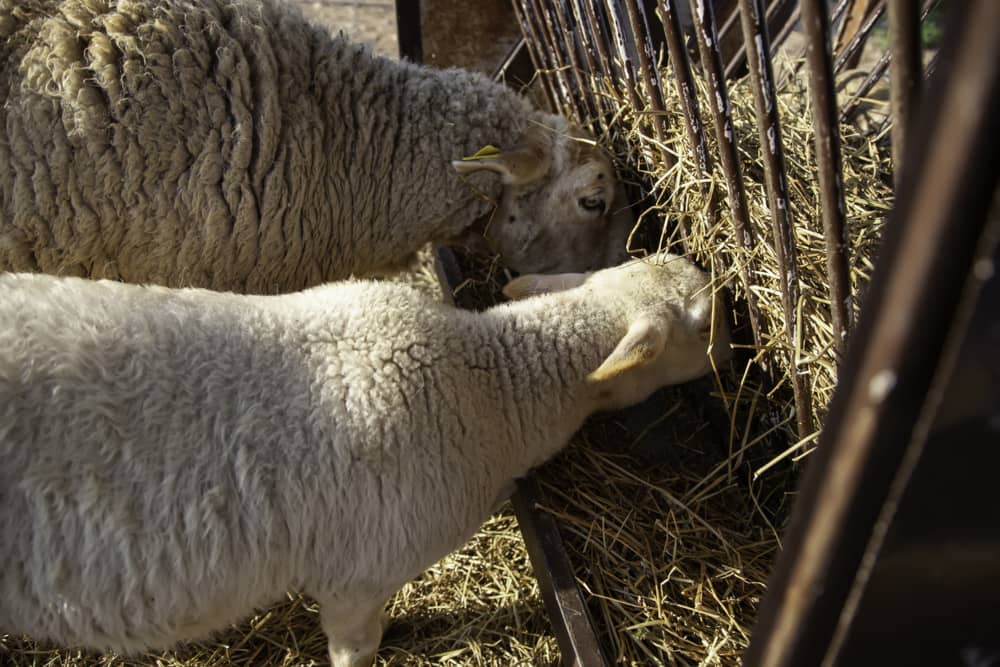 ¿Qué comen las ovejas productoras de leche?