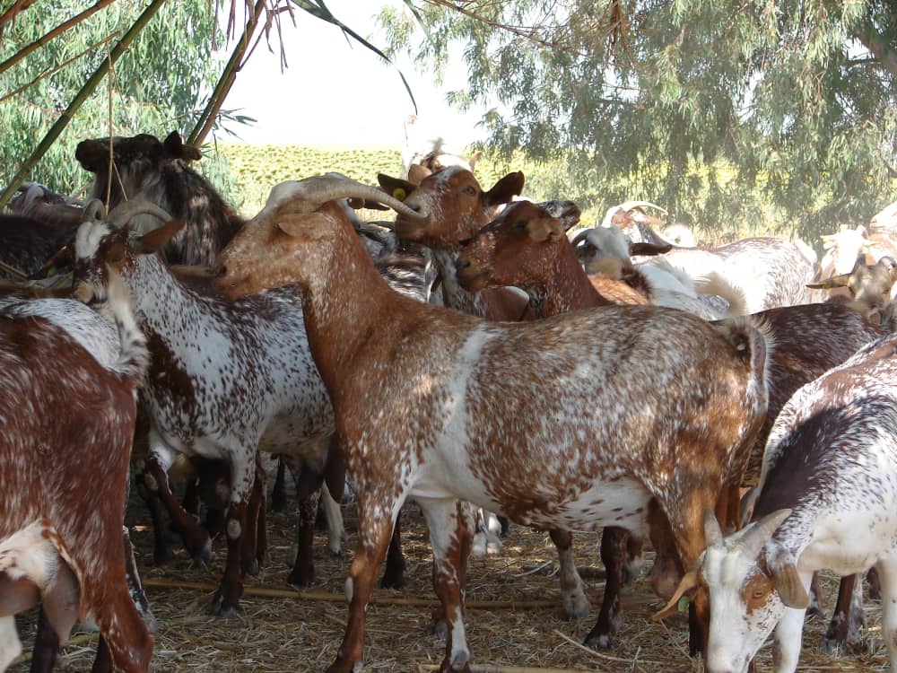 antiparasitario cabras