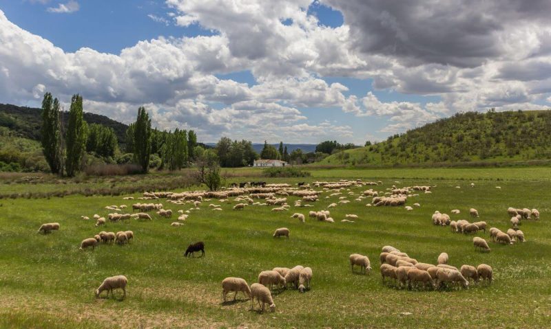 Antiparasitarios ovejas