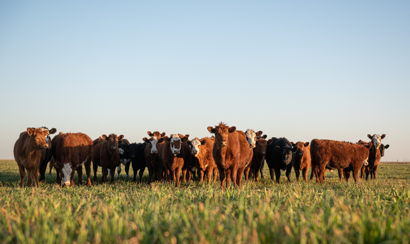 beef-market