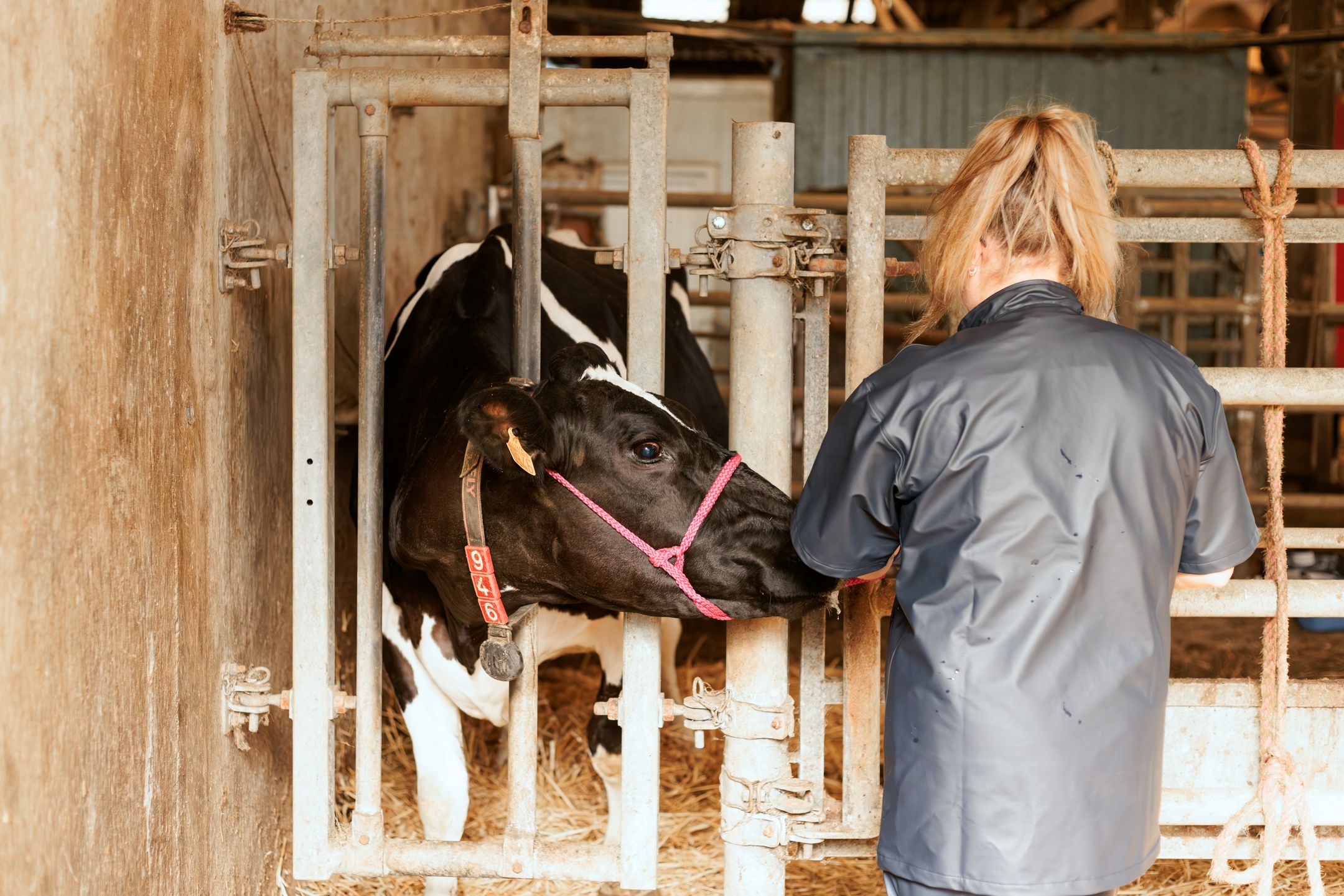 Beef production costs