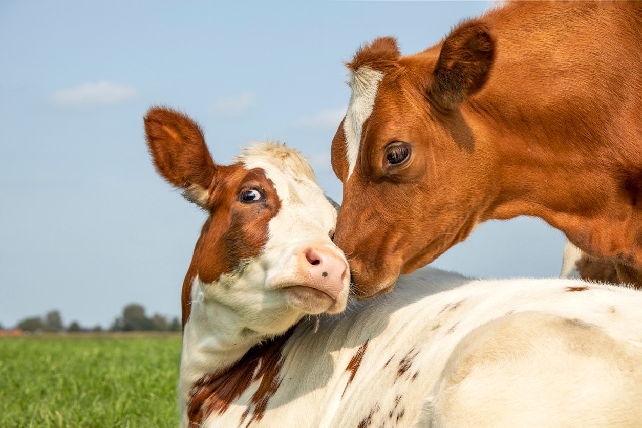 bovine respiratory disease