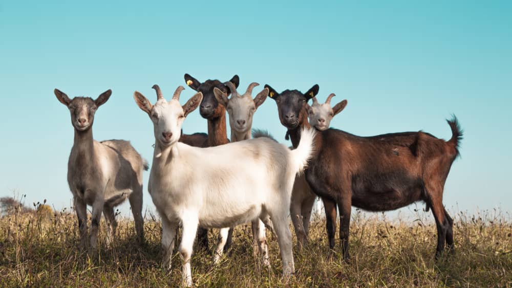 razas de cabras lecheras en España