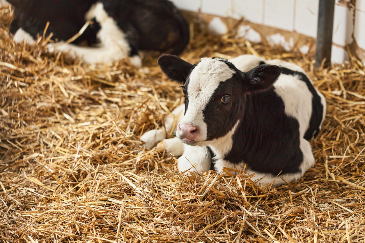 calf respiratory disease