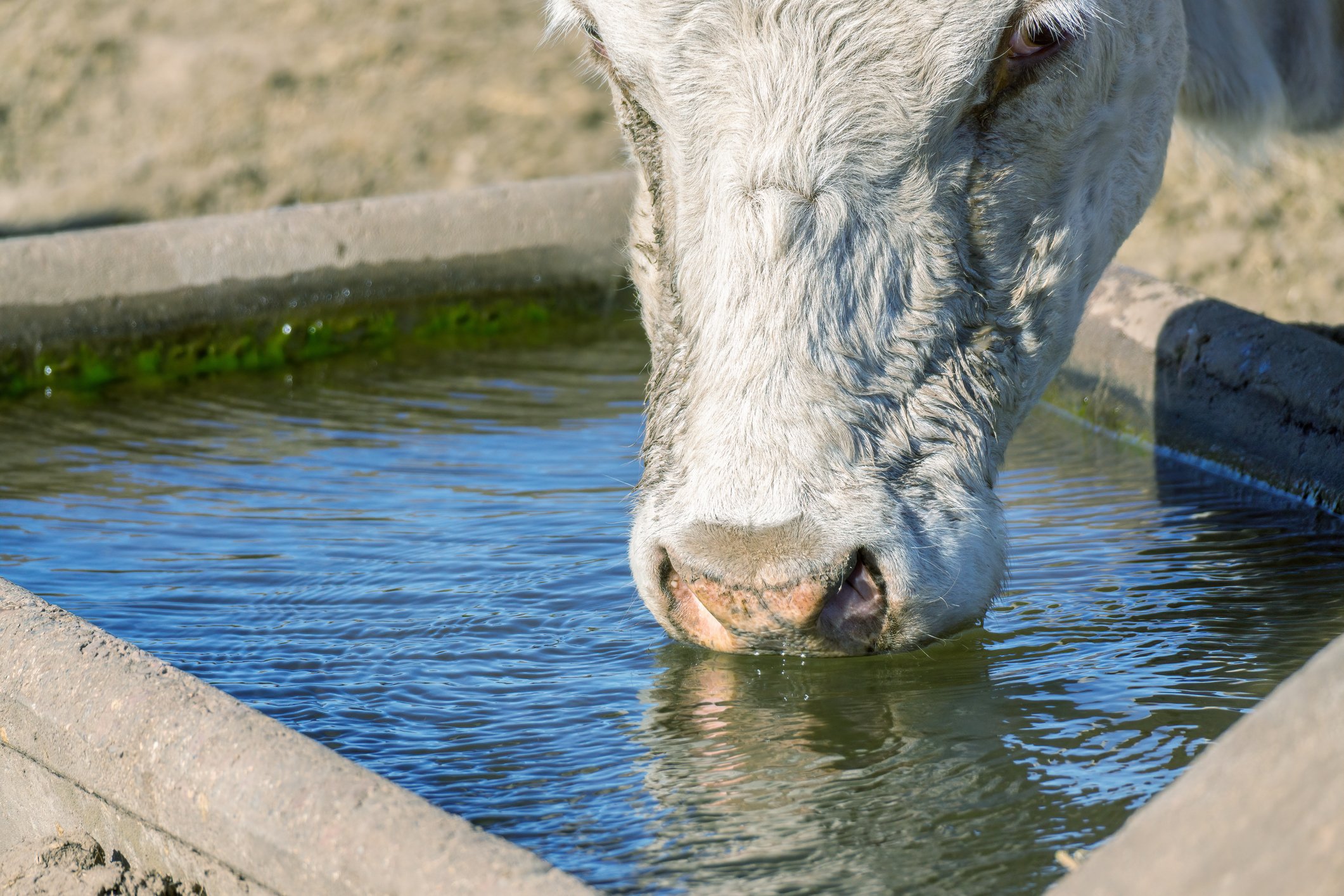 Cattle drinking water: what practitioners need to know