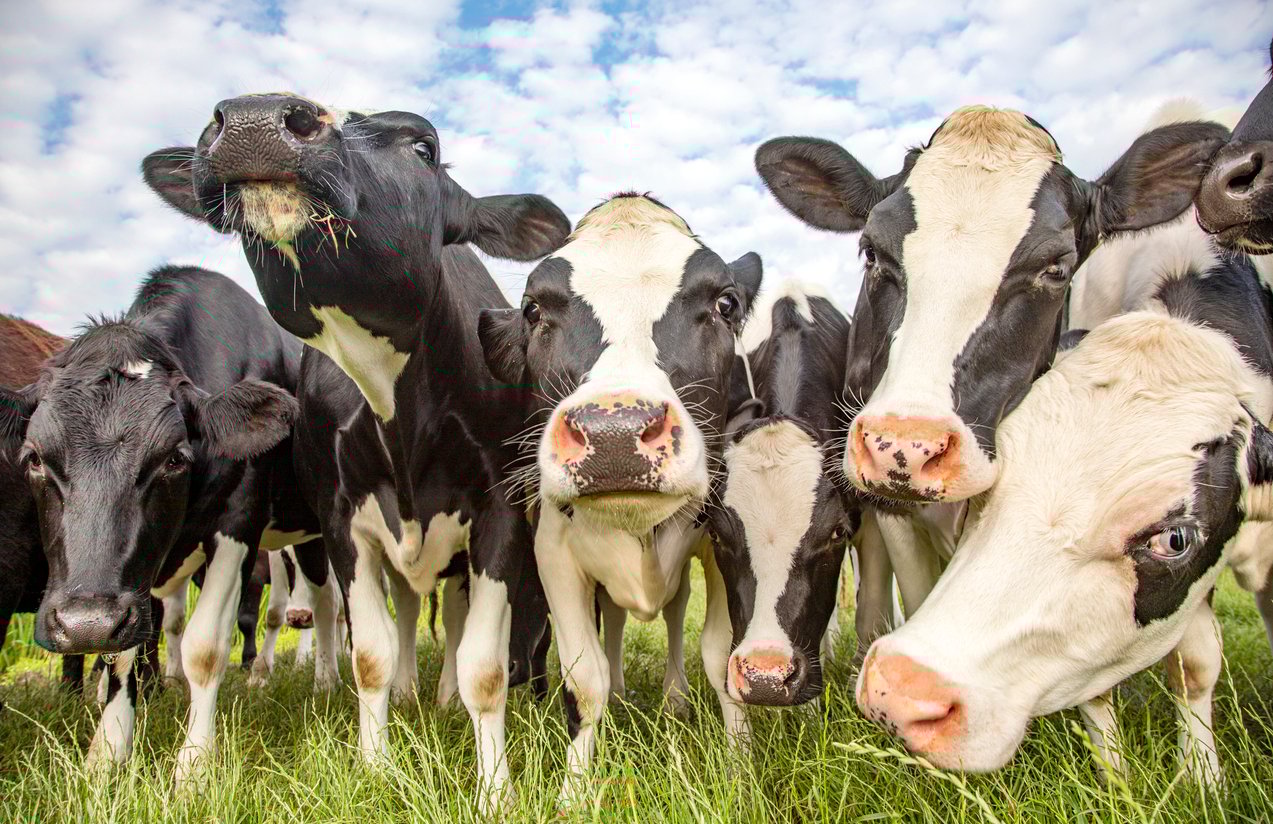 The 6 Most Widely Used Forages in Cattle Feed