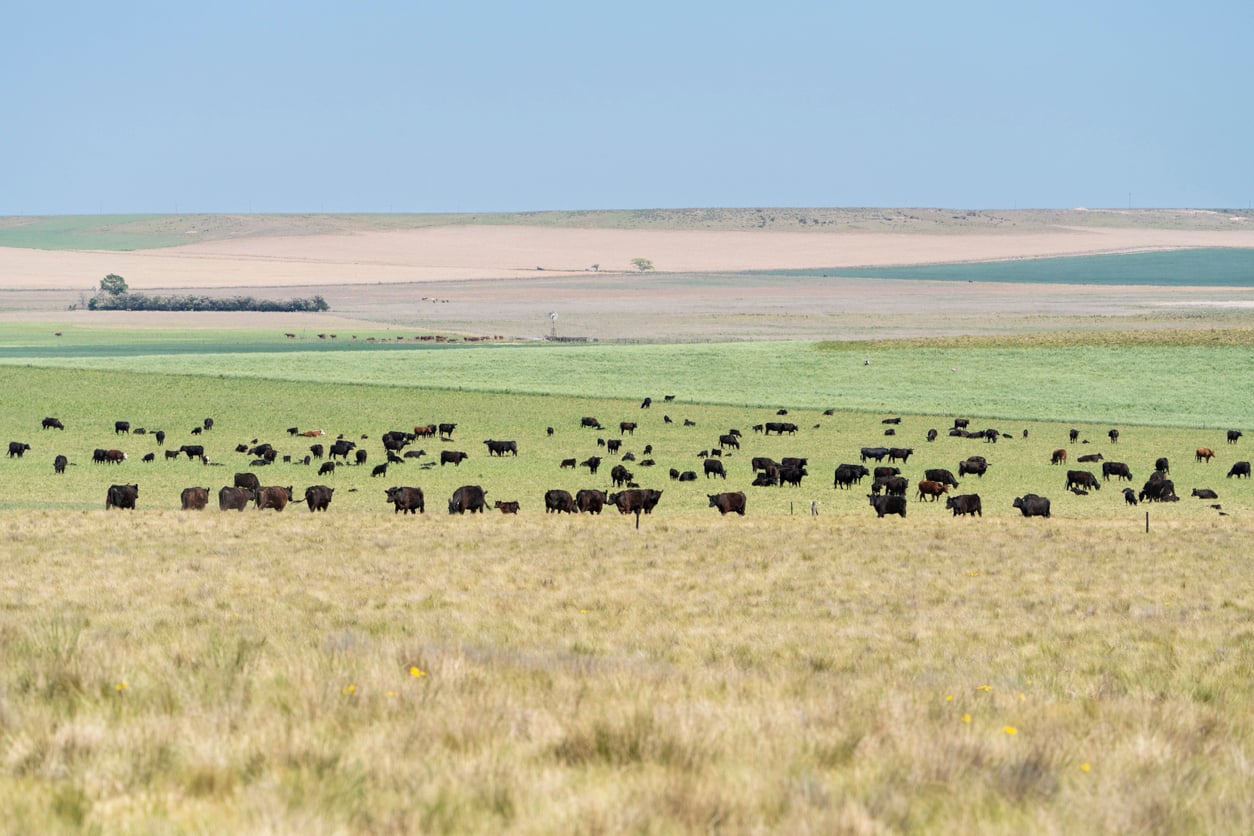 cattle grazing marginal lands