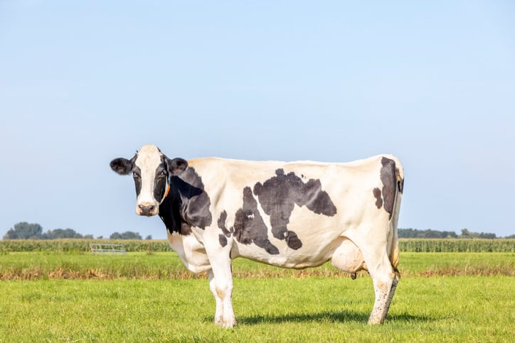 cattle-mastitis