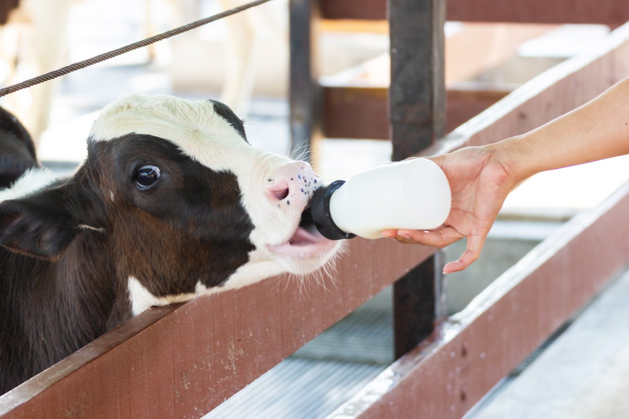 colostrum replacer for calves