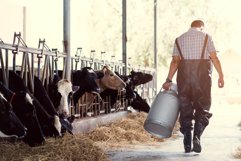 Los comederos de vacas deben ser accesibles para animales, personas y maquinaria.