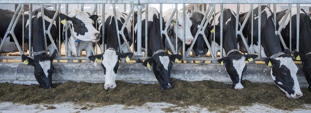 Vacas lecheras comiendo en cornadizas para vacas individuales.